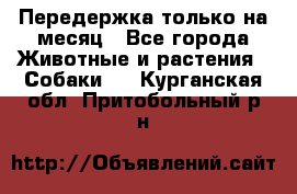 Передержка только на месяц - Все города Животные и растения » Собаки   . Курганская обл.,Притобольный р-н